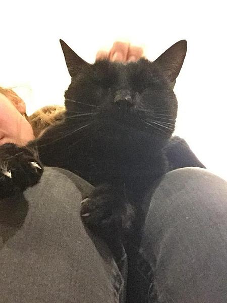 Kattenpraat