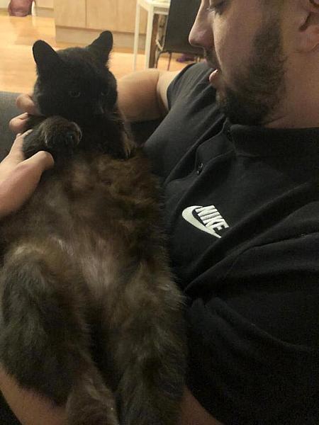Kattenpraat