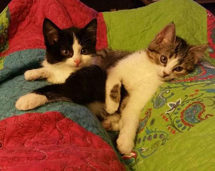 Kattenpraat