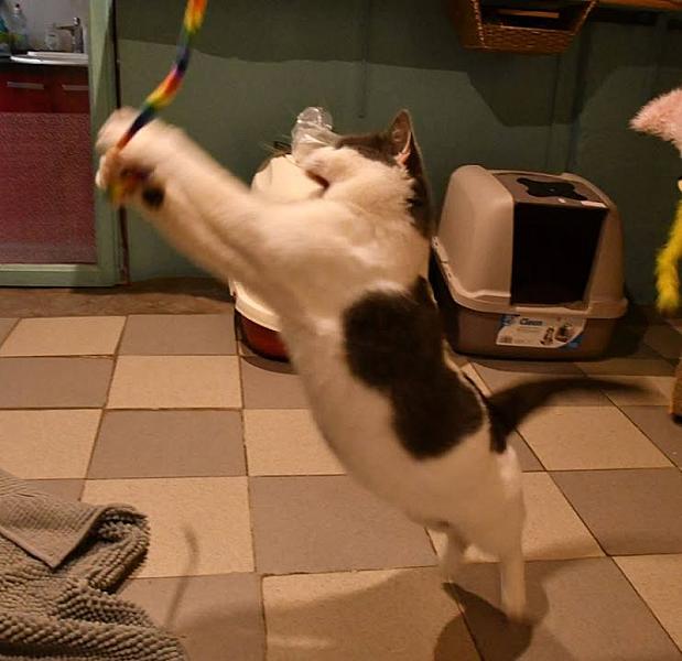 Kattenpraat
