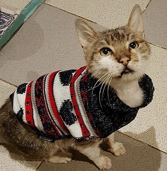 Kattenpraat