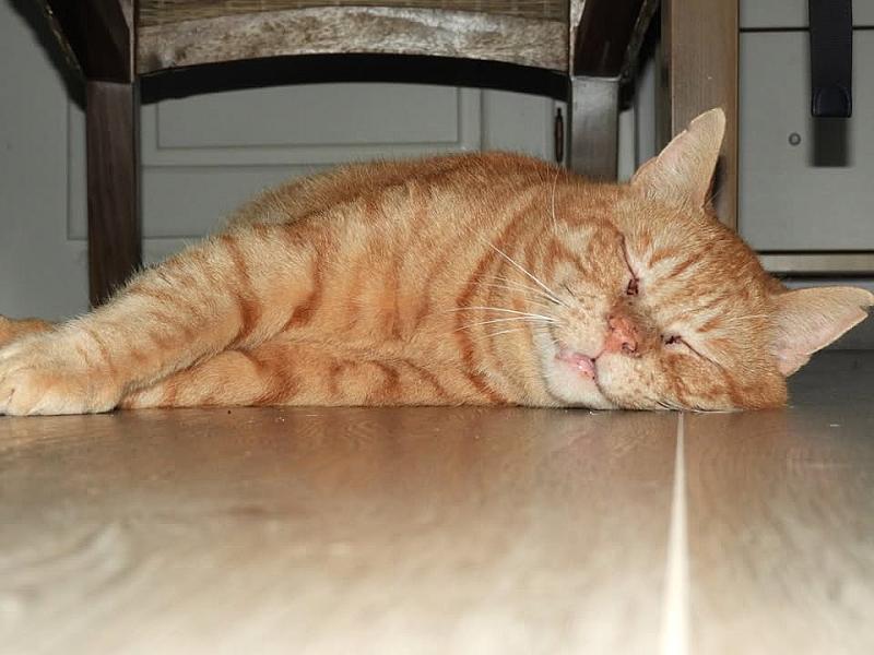 Kattenpraat