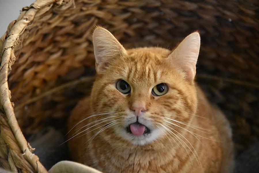 Kattenpraat