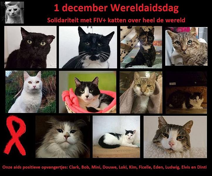Kattenpraat