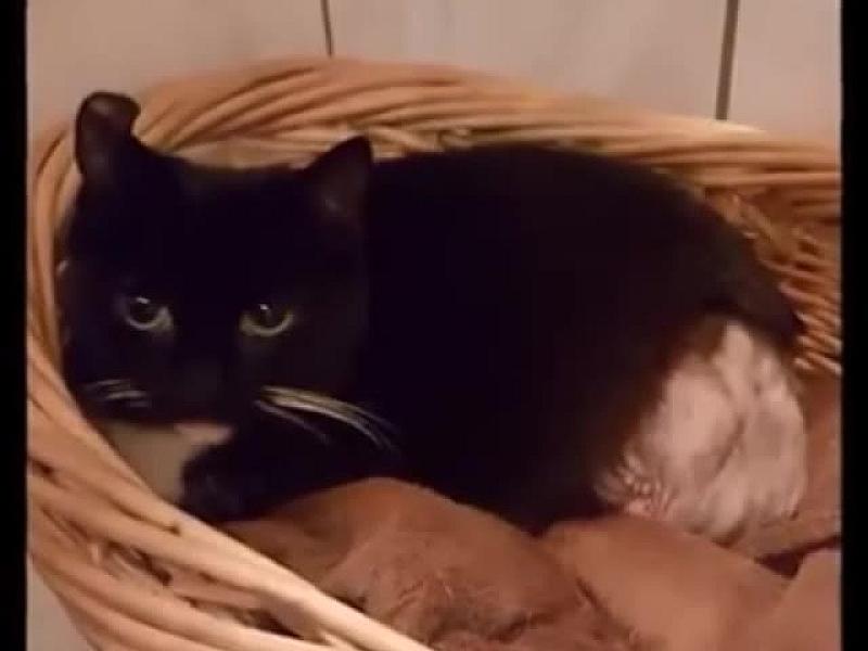 Kattenpraat