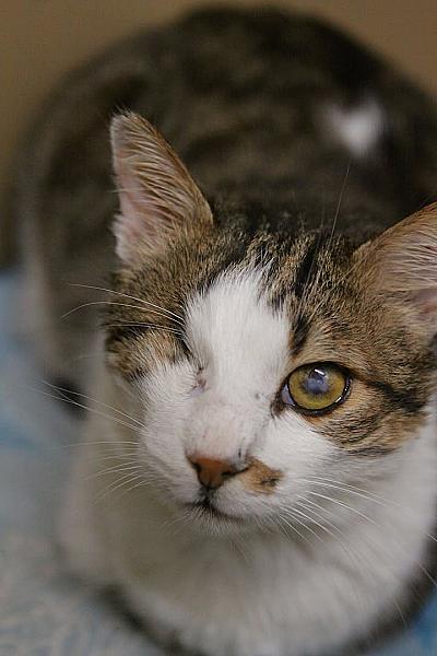 Kattenpraat