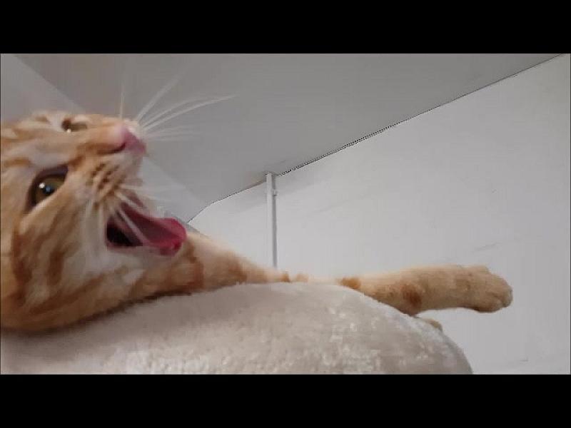 Kattenpraat
