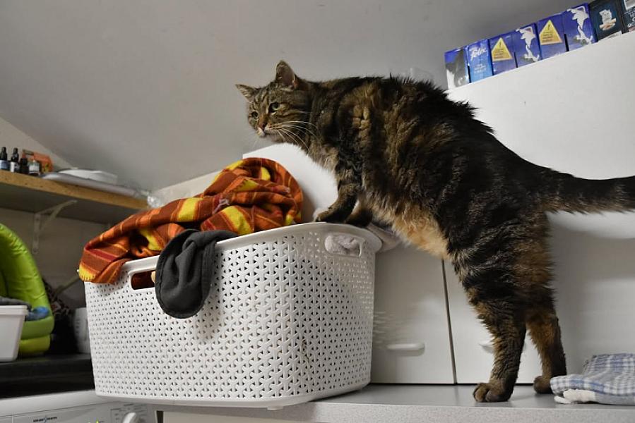 Kattenpraat