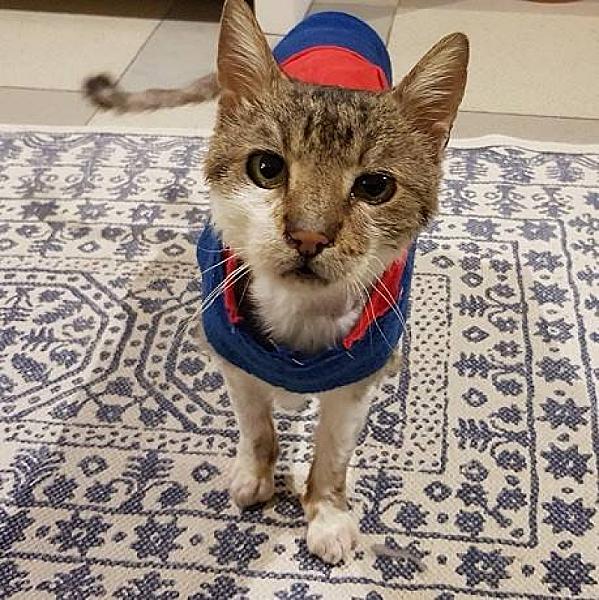 Kattenpraat
