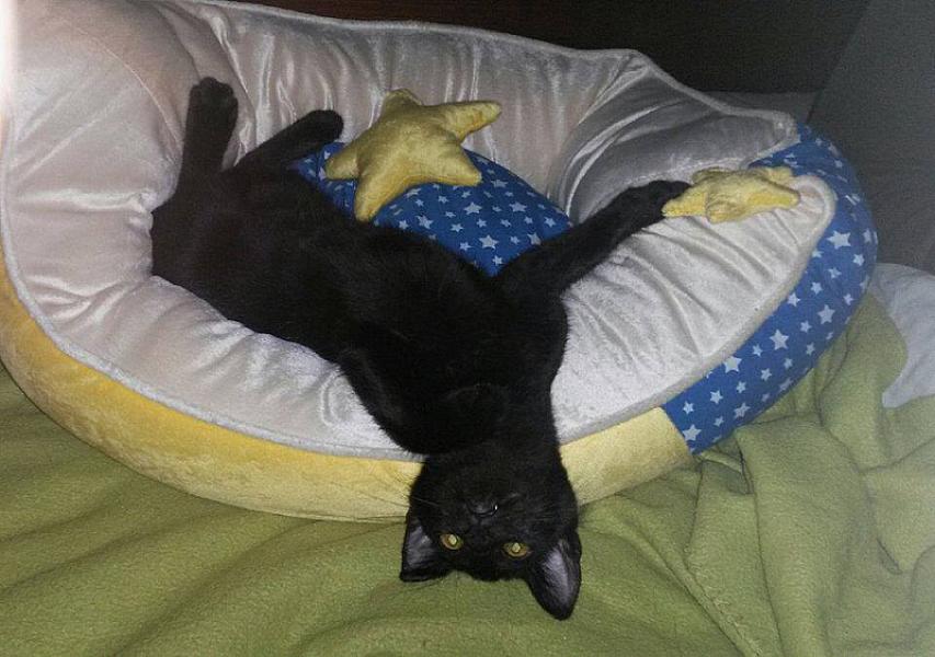 Kattenpraat