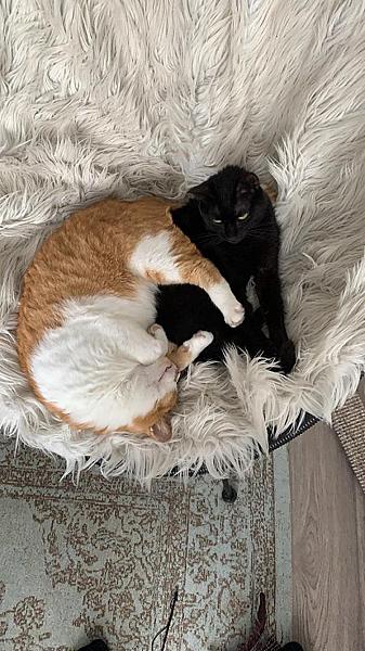 Kattenpraat