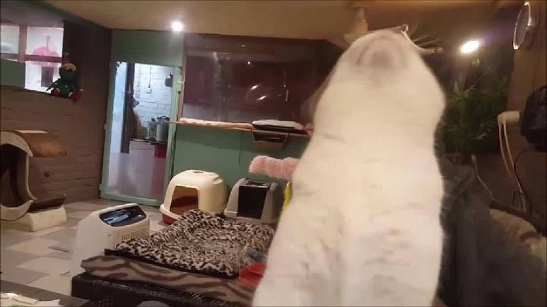 Kattenpraat