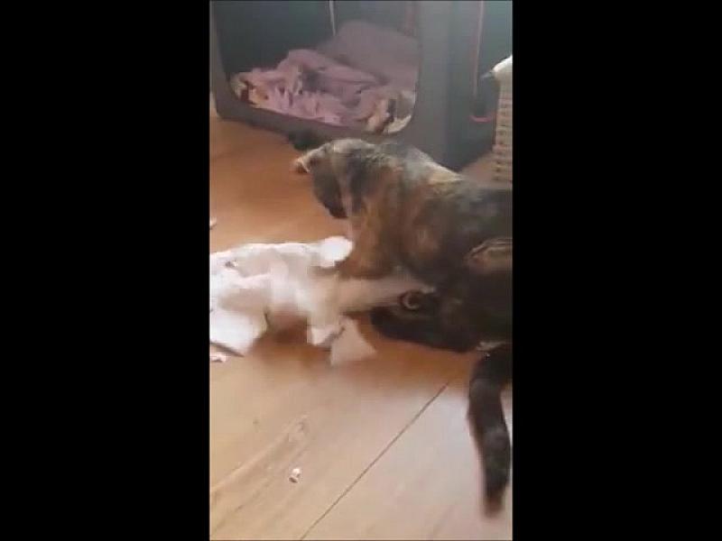 Kattenpraat