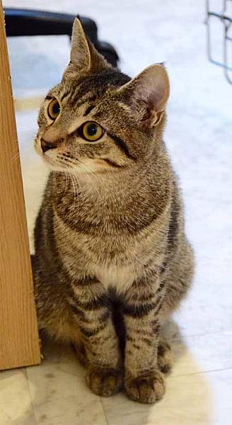 Kattenpraat