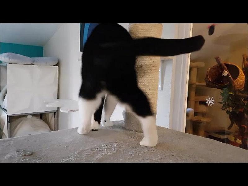 Kattenpraat