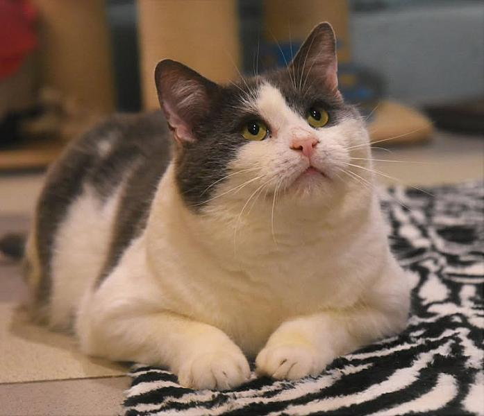 Kattenpraat