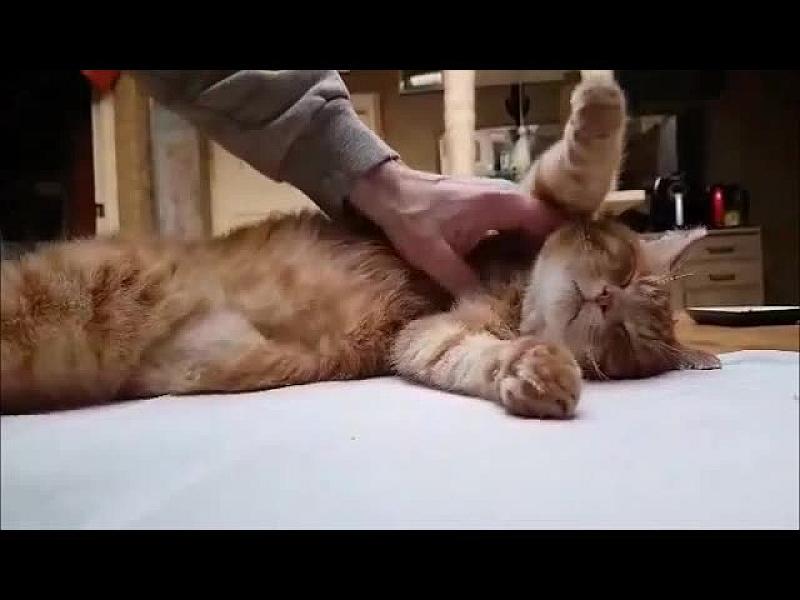 Kattenpraat