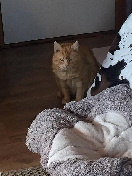 Kattenpraat