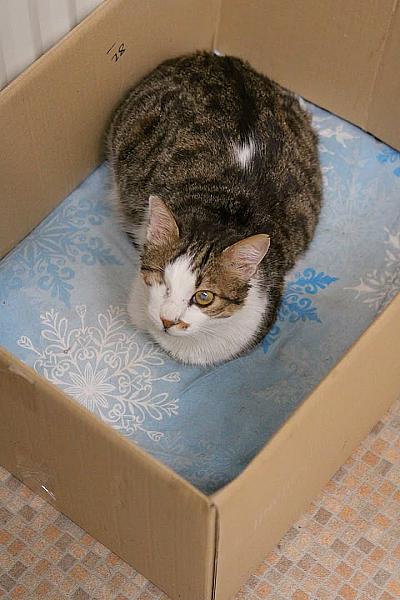 Kattenpraat