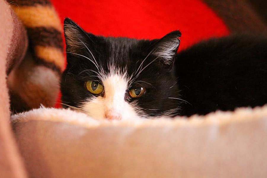 Kattenpraat