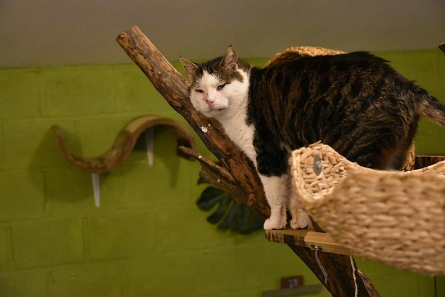 Kattenpraat
