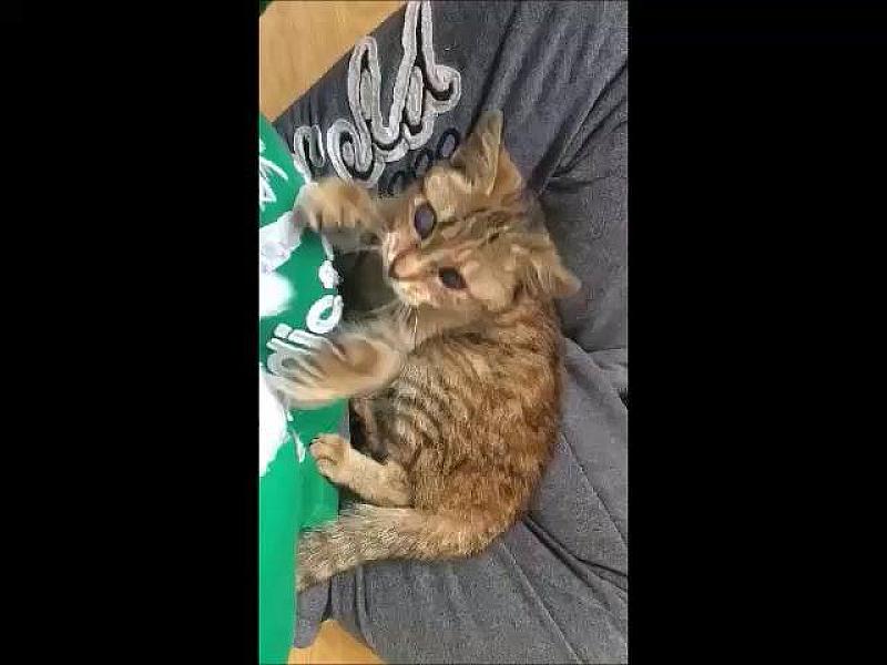Kattenpraat