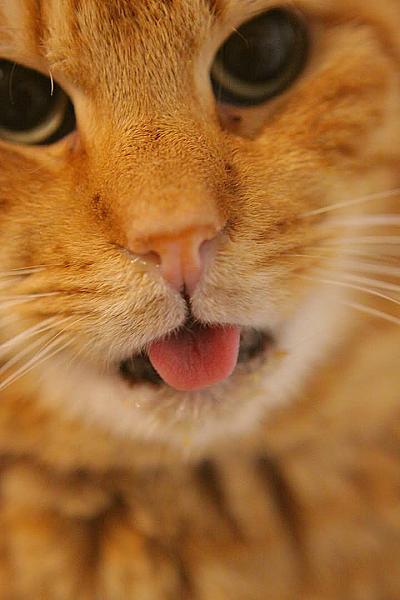 Kattenpraat