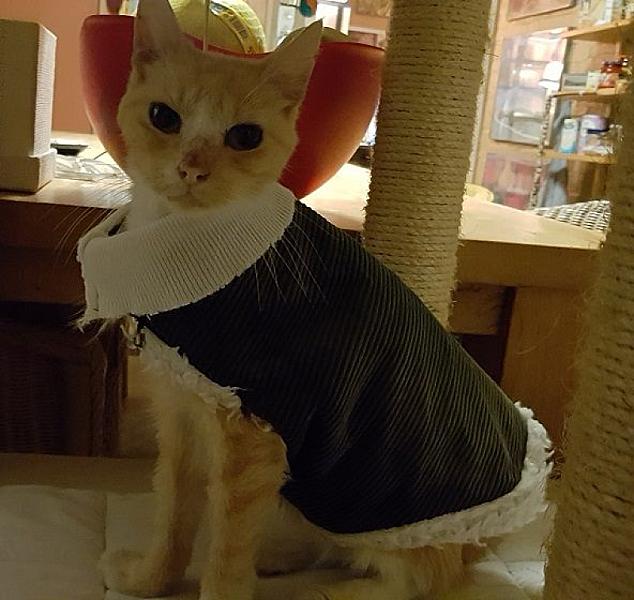Kattenpraat