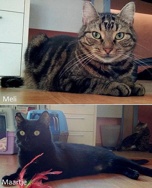 Kattenpraat