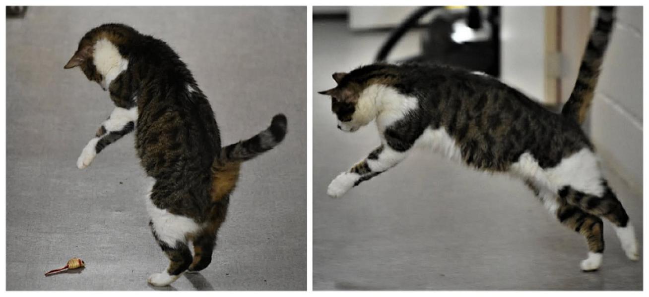 Kattenpraat