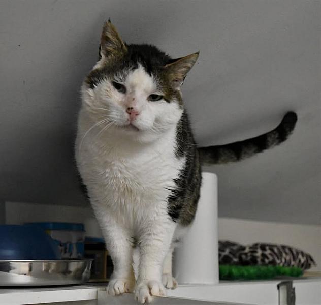 Kattenpraat