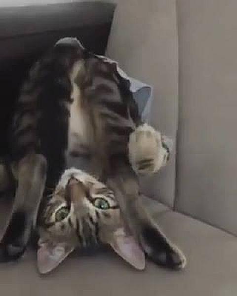 Kattenpraat
