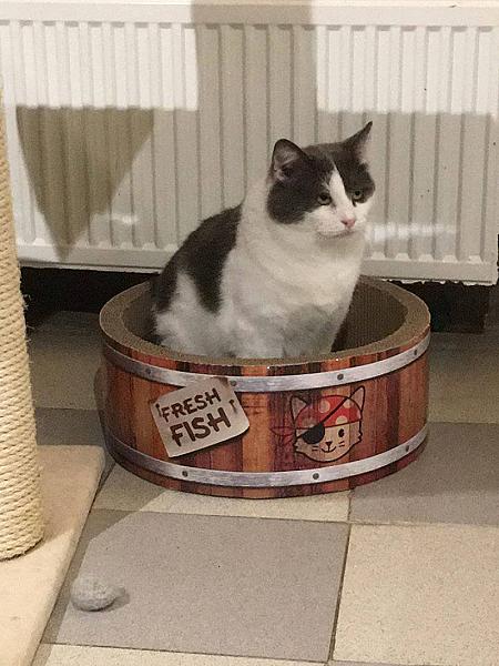 Kattenpraat
