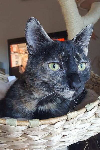 Kattenpraat