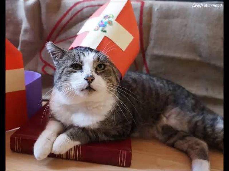 Kattenpraat