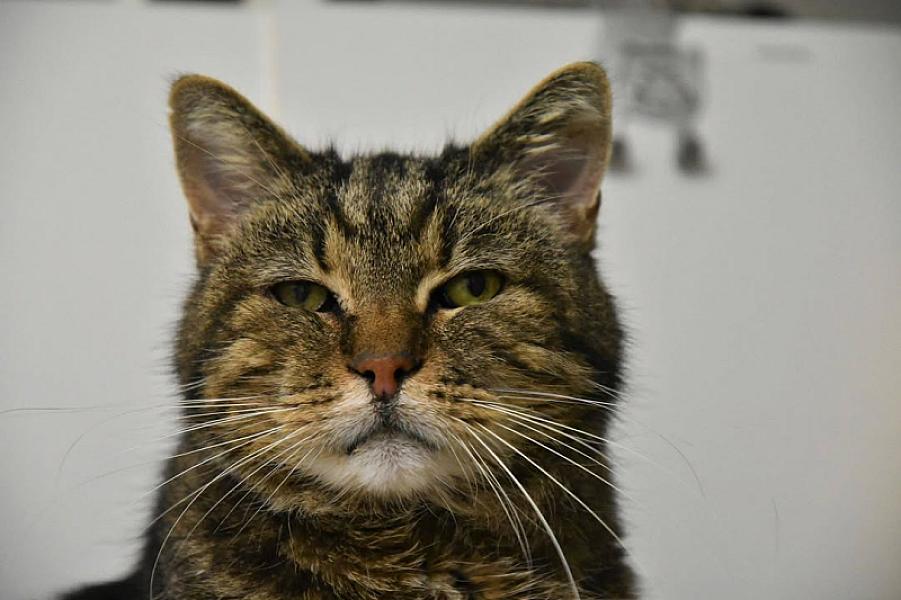Kattenpraat