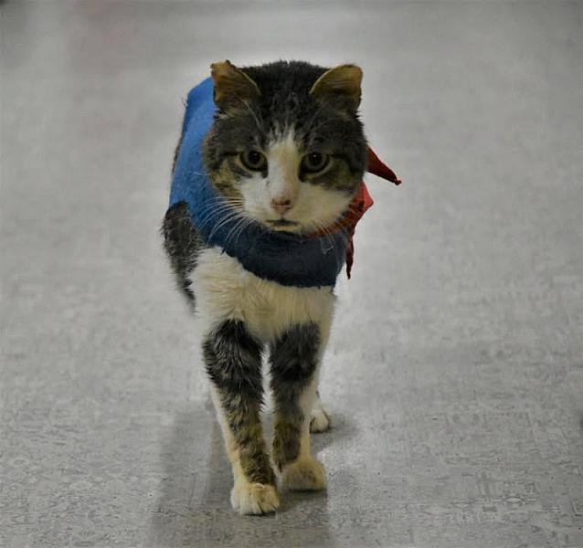 Kattenpraat