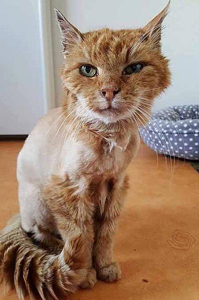 Kattenpraat