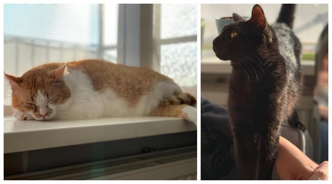 Kattenpraat