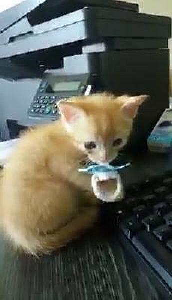 Kattenpraat