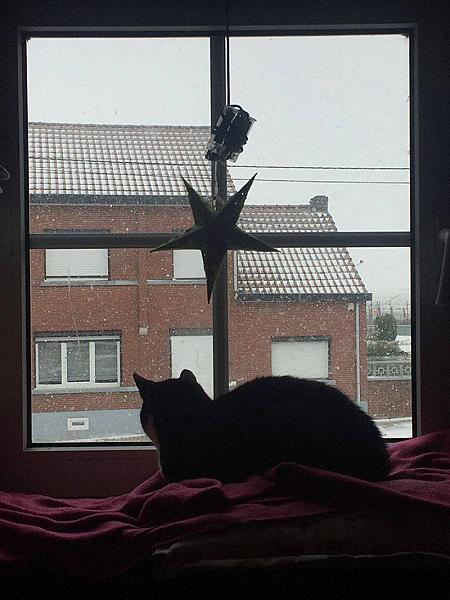 Kattenpraat