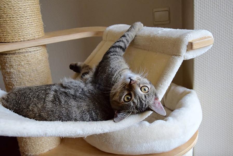 Kattenpraat