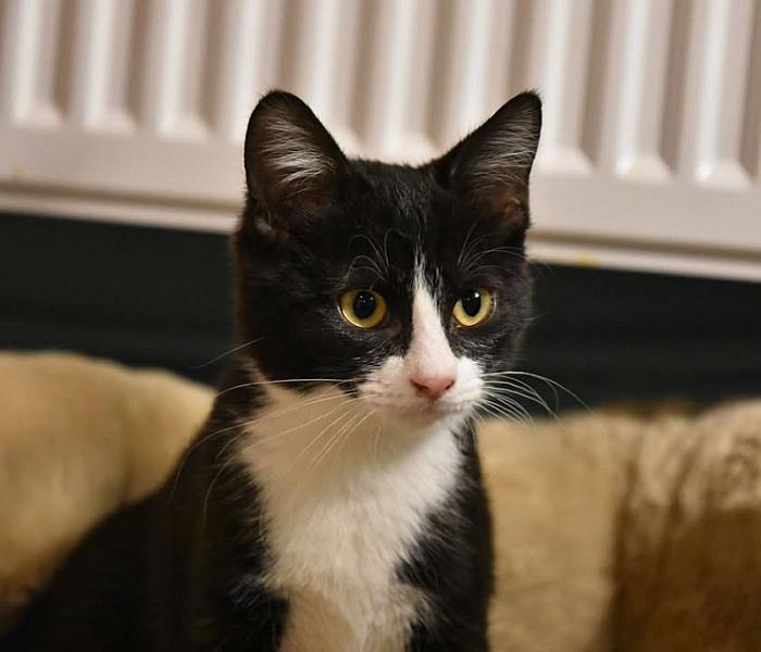 Kattenpraat