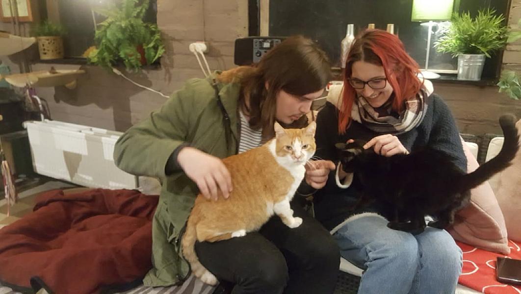 Kattenpraat