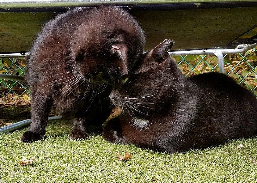Kattenpraat