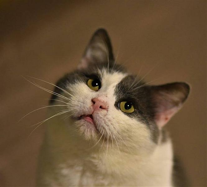 Kattenpraat