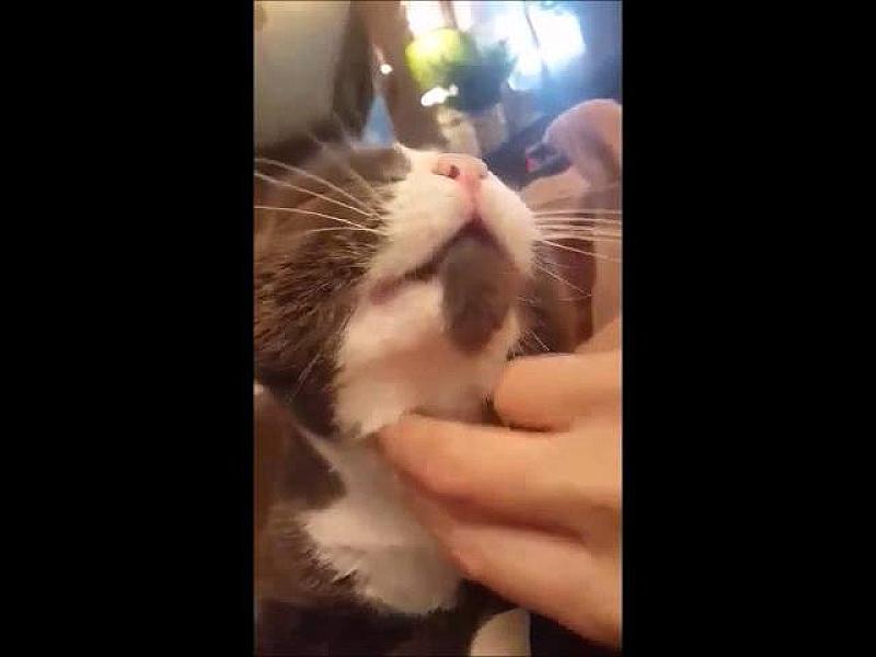 Kattenpraat