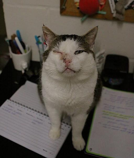 Kattenpraat