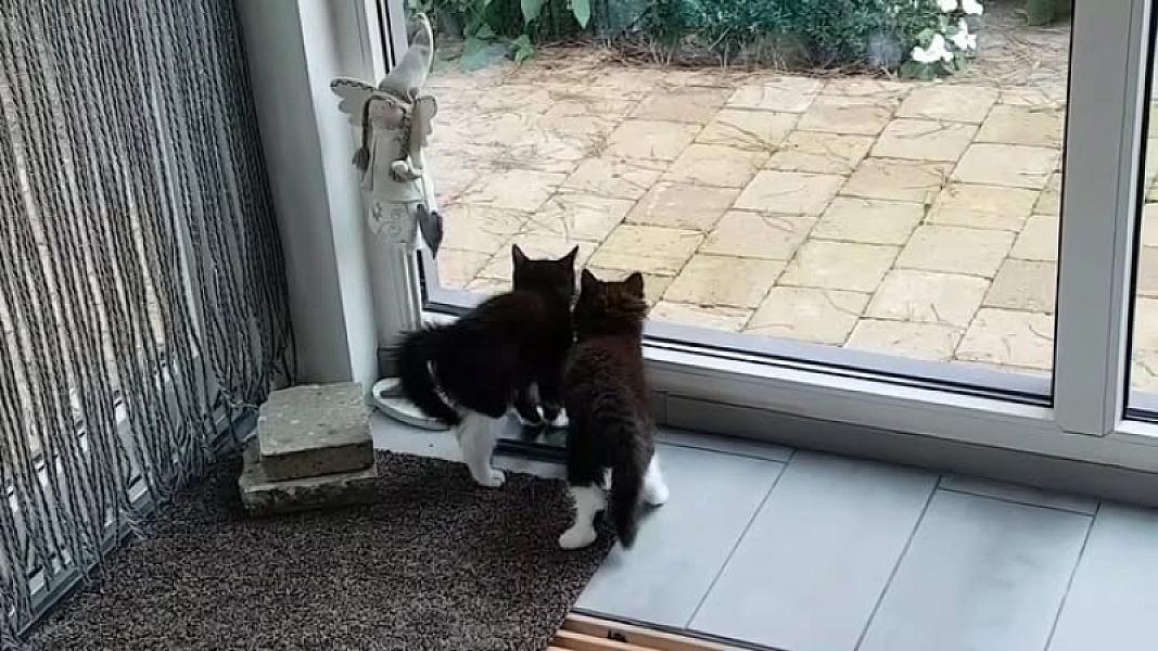 Kattenpraat