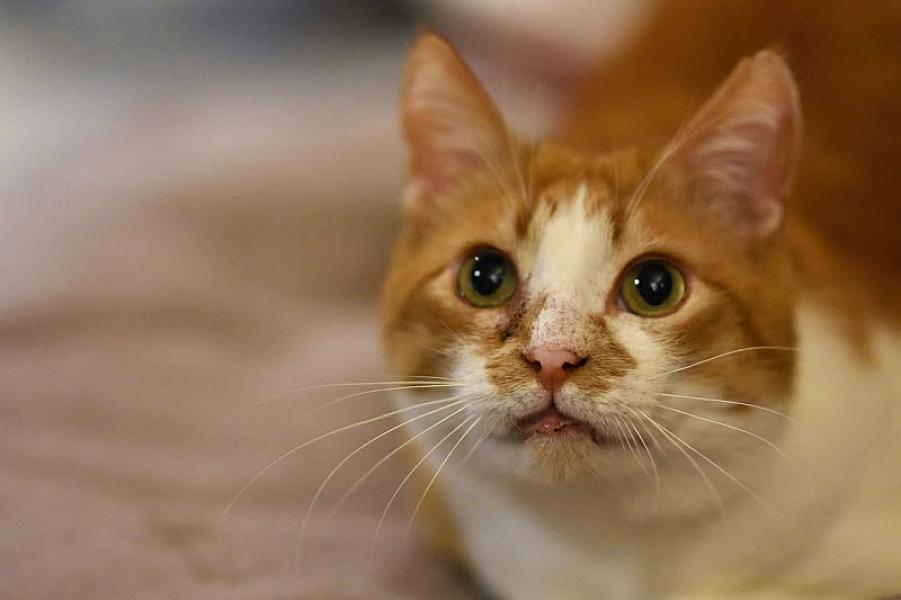 Kattenpraat
